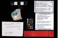 NHMW-GEO-2007z0149-0438_Ol_02.tifHispanigalathea tithonia (Robins, Feldmann, Schweitzer & Bonde, 2016)  (NHMW-GEO-2007z0149-0438)